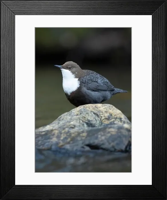 Framed Print : Dipper male in a mountain river before the sun rises in the mating season waiting for the female Framed Print : Dipper male in a mountain river before the sun rises in the mating season waiting for the female