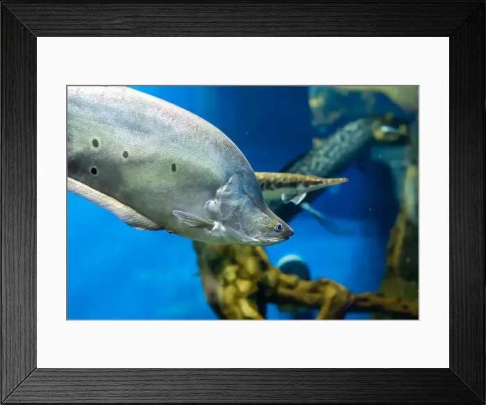 Framed Print : The clown featherback (Chitala ornata), also known as the clown knifefish and spotted knifefish Framed Print : The clown featherback (Chitala ornata), also known as the clown knifefish and spotted knifefish