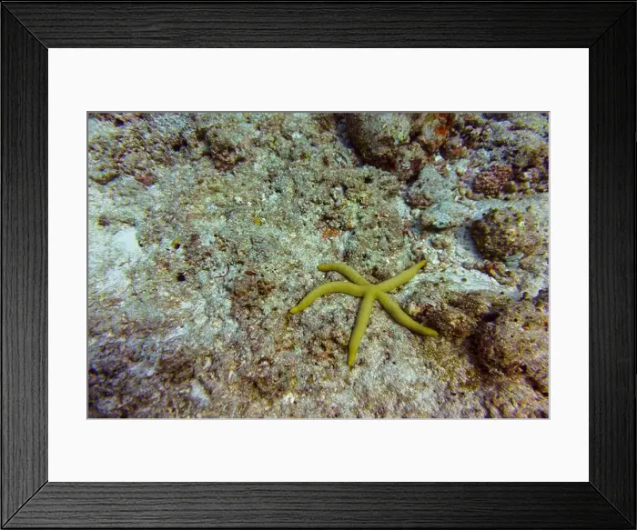 Framed Print : Starfish on Maldives island. Tropical and coral sea wildelife. Beautiful underwater world. Underwater photography Framed Print : Starfish on Maldives island. Tropical and coral sea wildelife. Beautiful underwater world. Underwater photography