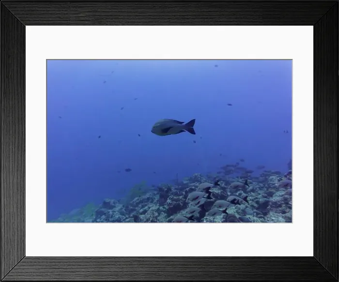 Framed Print : Coral Reef and Tropical Fish on Maldives island Framed Print : Coral Reef and Tropical Fish on Maldives island