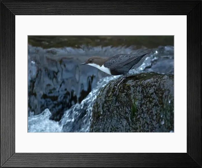 Framed Print : Dipper male in a mountain river before the sun rises in the mating season waiting for the female Framed Print : Dipper male in a mountain river before the sun rises in the mating season waiting for the female