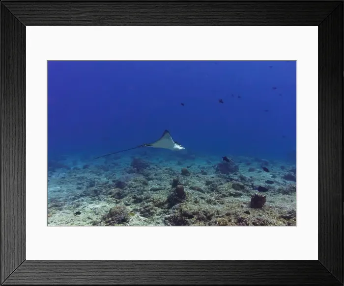 Framed Print : Spotted eagle ray in the coral reef of Maldives island Framed Print : Spotted eagle ray in the coral reef of Maldives island