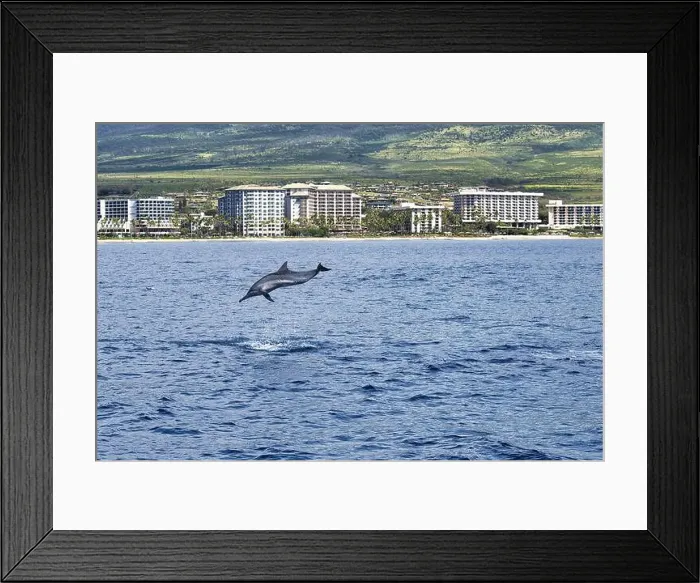 Framed Print : Playful spinner dolphin breaching in the ocean near Lahaina on Maui Framed Print : Playful spinner dolphin breaching in the ocean near Lahaina on Maui