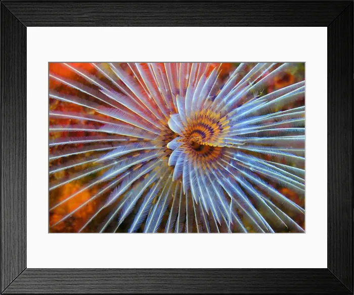 Framed Print : Tubeworm, Fan Worm, Spirographis Framed Print : Tubeworm, Fan Worm, Spirographis