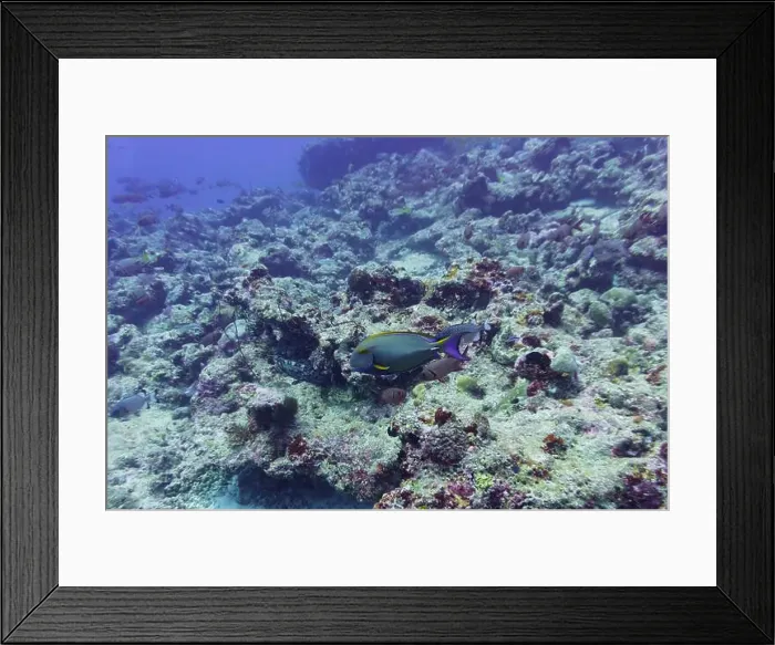 Framed Print : Yellowfin surgeon fish in the coral reef of Maldives island Framed Print : Yellowfin surgeon fish in the coral reef of Maldives island