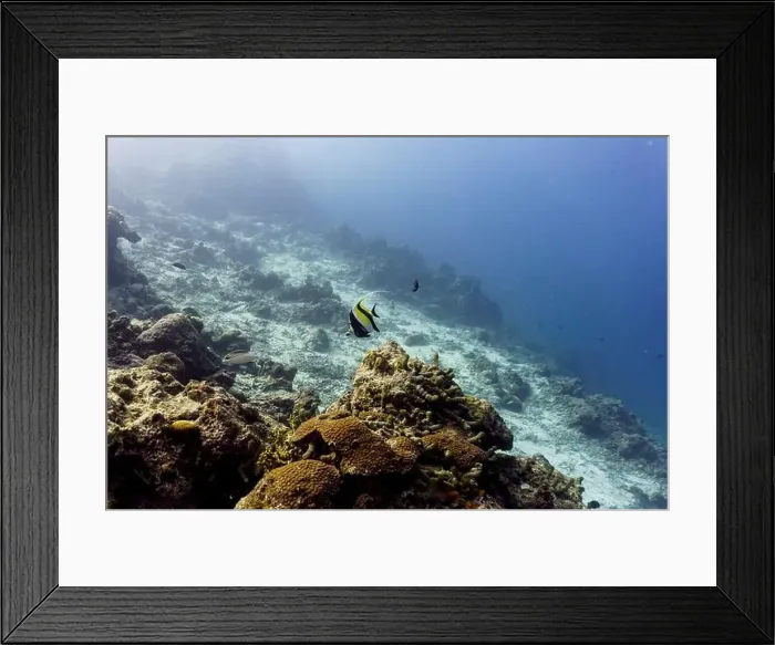 Framed Print : Moorish Idol (Zanclus cornutus) in the coral reef of Maldives island Framed Print : Moorish Idol (Zanclus cornutus) in the coral reef of Maldives island