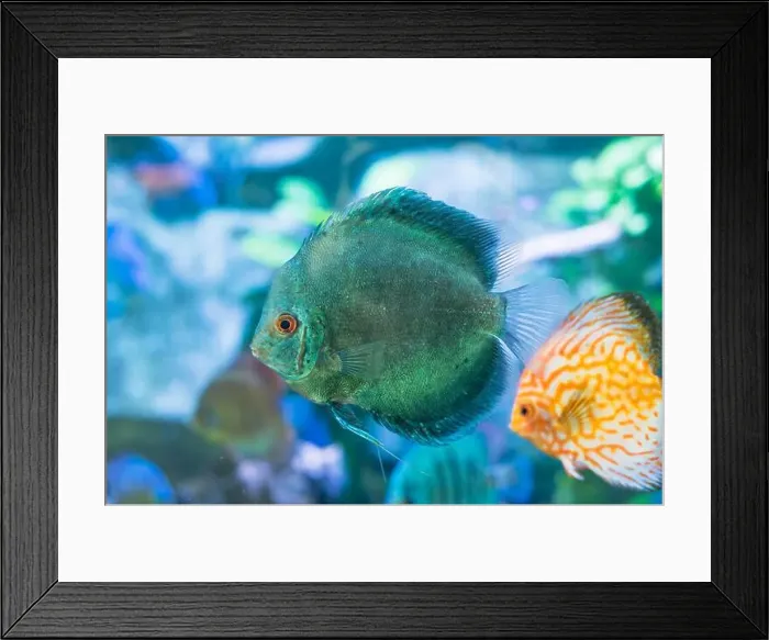 Framed Print : Blue Symphysodon (known as discus or discus fish) swimming in aquarium Framed Print : Blue Symphysodon (known as discus or discus fish) swimming in aquarium