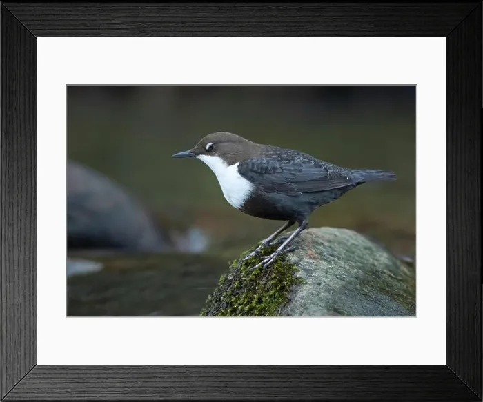 Framed Print : Dipper male in a mountain river before the sun rises in the mating season waiting for the female Framed Print : Dipper male in a mountain river before the sun rises in the mating season waiting for the female