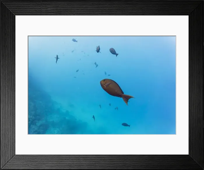 Framed Print : Surgeon fish in the coral reef of Maldives island Framed Print : Surgeon fish in the coral reef of Maldives island