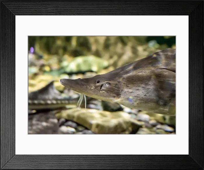 Framed Print : The kaluga (Huso dauricus), also known as the river beluga close up Framed Print : The kaluga (Huso dauricus), also known as the river beluga close up