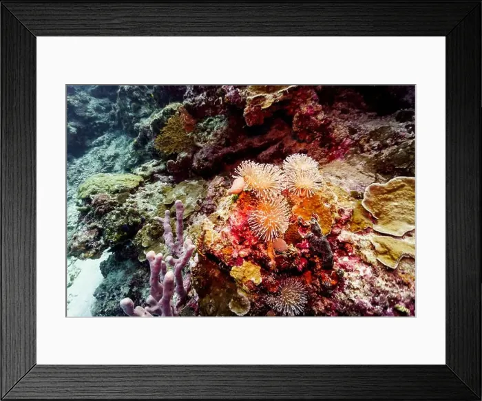 Framed Print : Coral Reef and Tropical Fish on Maldives island Framed Print : Coral Reef and Tropical Fish on Maldives island