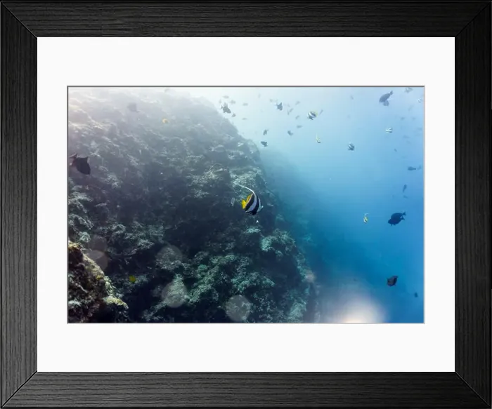 Framed Print : Moorish Idol (Zanclus cornutus) in the coral reef of Maldives island Framed Print : Moorish Idol (Zanclus cornutus) in the coral reef of Maldives island
