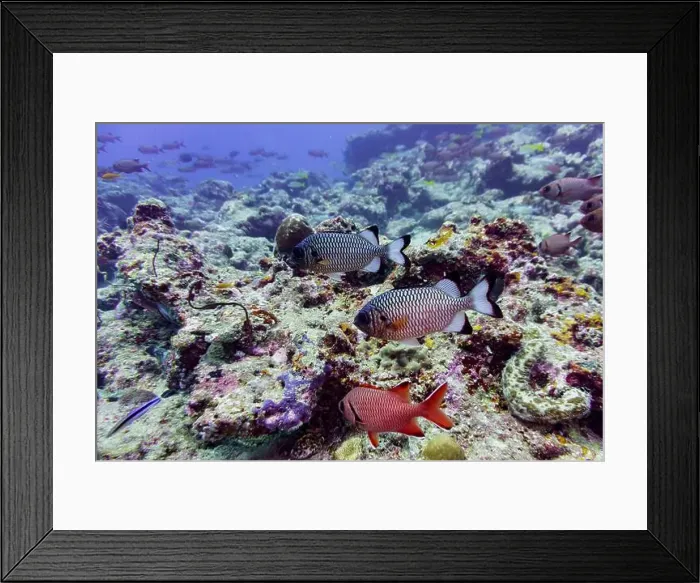 Framed Print : Blacktip soldier fish (Myripristis botche) in the coral reef of Maldives island Framed Print : Blacktip soldier fish (Myripristis botche) in the coral reef of Maldives island