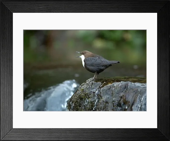 Framed Print : Dipper male in a mountain river before the sun rises in the mating season waiting for the female Framed Print : Dipper male in a mountain river before the sun rises in the mating season waiting for the female