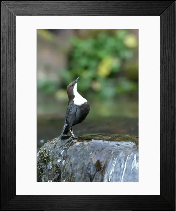 Framed Print : Dipper male in a mountain river before the sun rises in the mating season waiting for the female Framed Print : Dipper male in a mountain river before the sun rises in the mating season waiting for the female