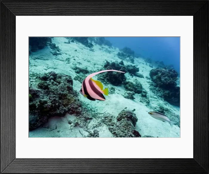 Framed Print : Moorish Idol (Zanclus cornutus) in the coral reef of Maldives island Framed Print : Moorish Idol (Zanclus cornutus) in the coral reef of Maldives island