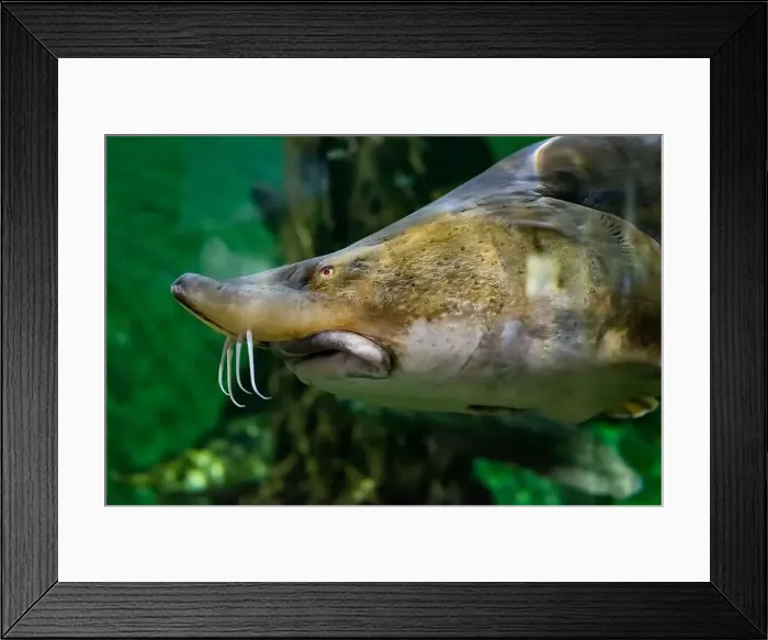 Framed Print : The kaluga (Huso dauricus), also known as the river beluga close up Framed Print : The kaluga (Huso dauricus), also known as the river beluga close up