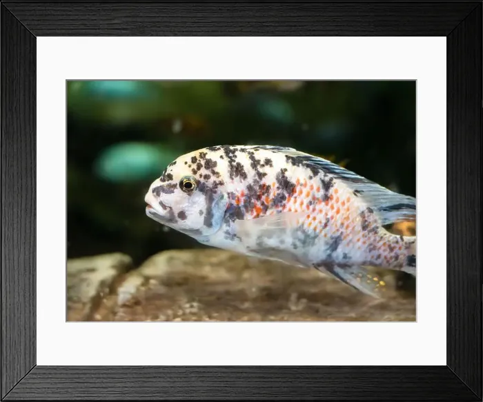 Framed Print : The blue mbuna (Labeotropheus fuelleborni) Framed Print : The blue mbuna (Labeotropheus fuelleborni)