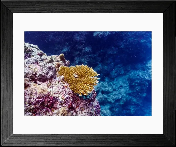 Framed Print : Coral Reef and Tropical Fish on Maldives island Framed Print : Coral Reef and Tropical Fish on Maldives island