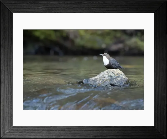 Framed Print : Dipper male in a mountain river before the sun rises in the mating season waiting for the female Framed Print : Dipper male in a mountain river before the sun rises in the mating season waiting for the female