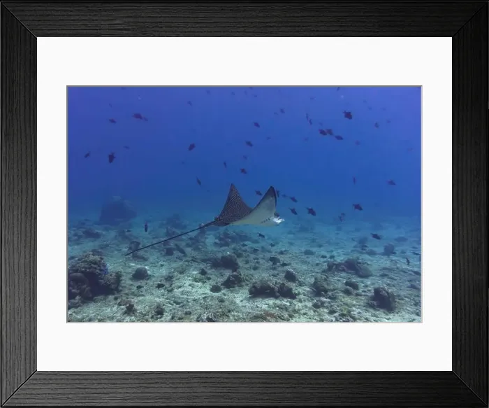 Framed Print : Spotted eagle ray in the coral reef of Maldives island Framed Print : Spotted eagle ray in the coral reef of Maldives island