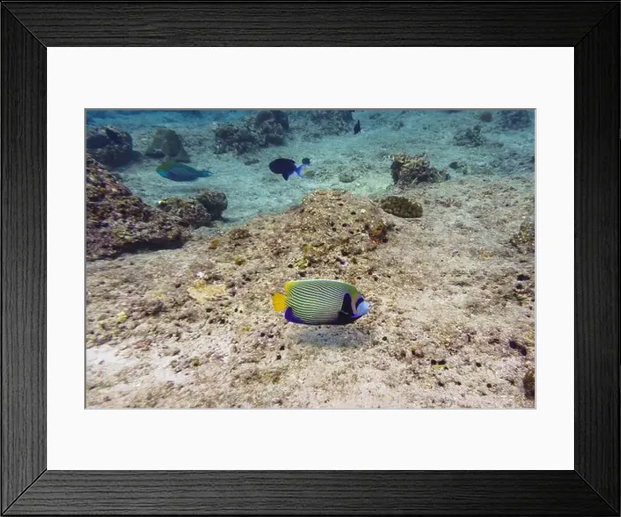 Framed Print : Emperor angelfish (Pomacanthus imperator) in the coral reef of Maldives island Framed Print : Emperor angelfish (Pomacanthus imperator) in the coral reef of Maldives island