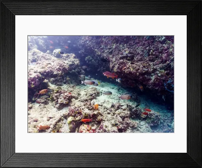 Framed Print : Coral Reef and Tropical Fish on Maldives island Framed Print : Coral Reef and Tropical Fish on Maldives island
