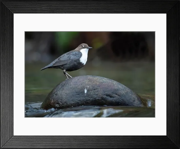 Framed Print : Dipper male in a mountain river before the sun rises in the mating season waiting for the female Framed Print : Dipper male in a mountain river before the sun rises in the mating season waiting for the female