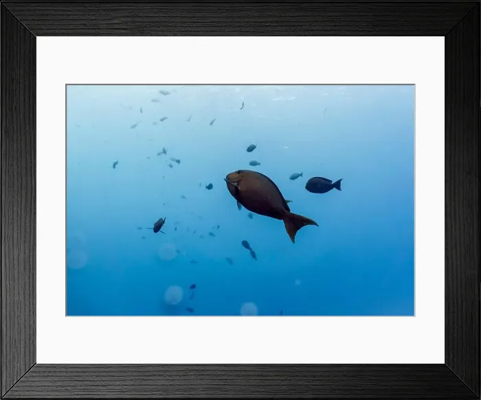 Framed Print : Surgeon fish in the coral reef of Maldives island Framed Print : Surgeon fish in the coral reef of Maldives island