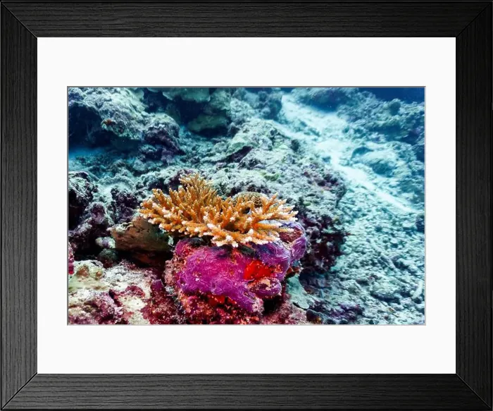 Framed Print : Coral Reef and Tropical Fish on Maldives island Framed Print : Coral Reef and Tropical Fish on Maldives island