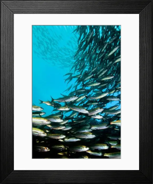 Framed Print : School of fish, Darwin and Wolf Islands Framed Print : School of fish, Darwin and Wolf Islands