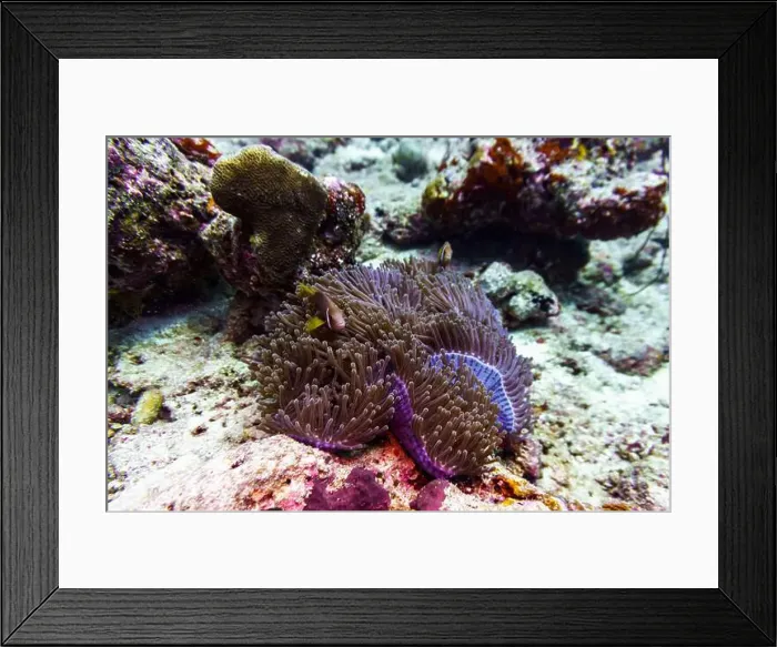 Framed Print : Clown Anemonefish (Amphiprion percula) and sea anemone in the coral reef of Maldives island Framed Print : Clown Anemonefish (Amphiprion percula) and sea anemone in the coral reef of Maldives island