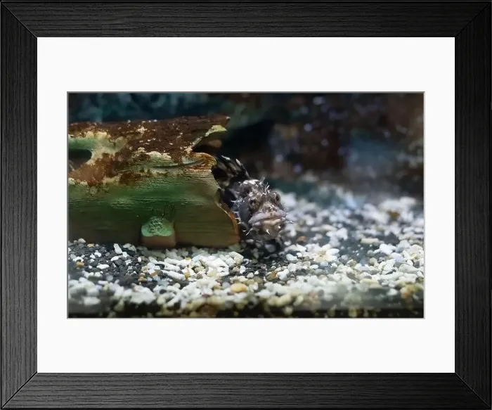 Framed Print : Blepsias cirrhosus, the silverspotted sculpin fish hiding Framed Print : Blepsias cirrhosus, the silverspotted sculpin fish hiding