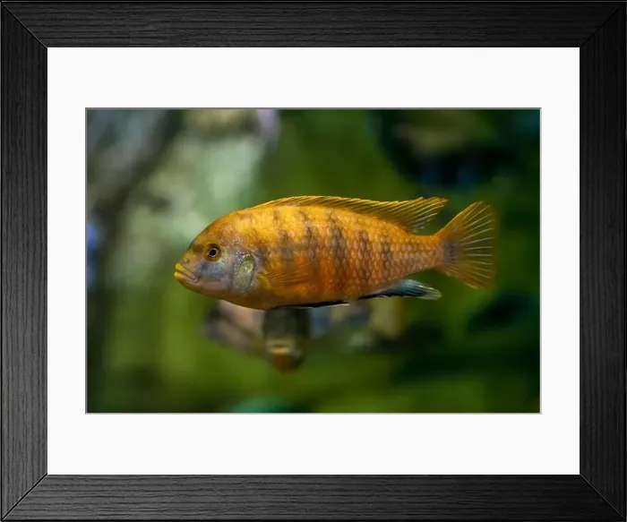 Framed Print : The yellow mbuna (Labeotropheus fuelleborni) Framed Print : The yellow mbuna (Labeotropheus fuelleborni)