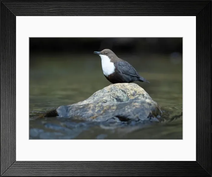 Framed Print : Dipper male in a mountain river before the sun rises in the mating season waiting for the female Framed Print : Dipper male in a mountain river before the sun rises in the mating season waiting for the female