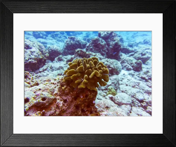 Framed Print : Coral Reef and Tropical Fish on Maldives island Framed Print : Coral Reef and Tropical Fish on Maldives island