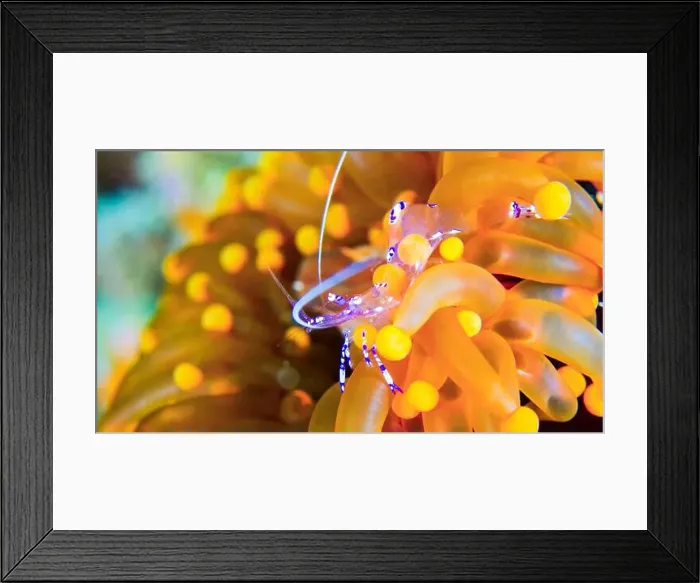 Framed Print : Sravasti Anemone Shrimp, Ancylomenes sarasvati Framed Print : Sravasti Anemone Shrimp, Ancylomenes sarasvati