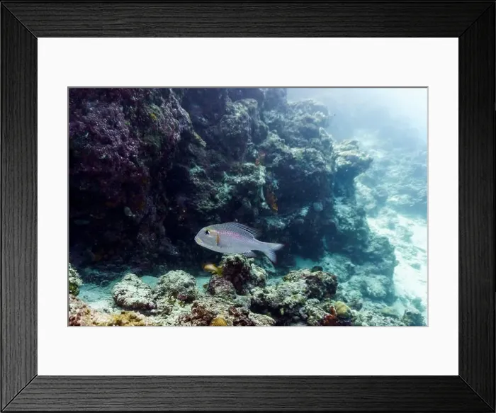 Framed Print : Coral Reef and Tropical Fish on Maldives island Framed Print : Coral Reef and Tropical Fish on Maldives island
