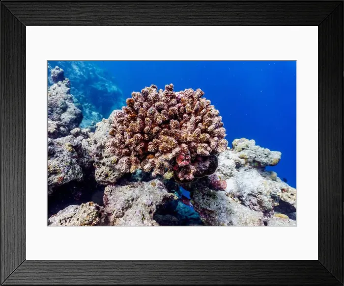 Framed Print : Coral Reef and Tropical Fish on Maldives island Framed Print : Coral Reef and Tropical Fish on Maldives island