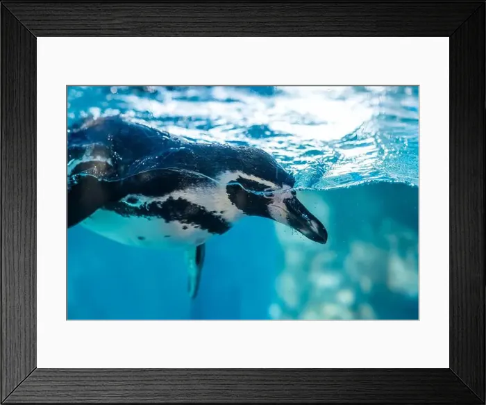 Framed Print : The Humboldt penguin (Spheniscus humboldti) swimming underwater Framed Print : The Humboldt penguin (Spheniscus humboldti) swimming underwater