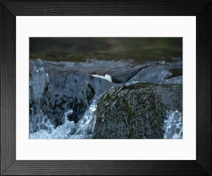 Framed Print : Dipper male in a mountain river before the sun rises in the mating season waiting for the female Framed Print : Dipper male in a mountain river before the sun rises in the mating season waiting for the female
