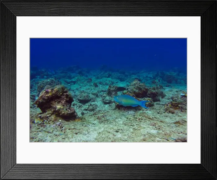 Framed Print : Rusty parrotfish (scaridae) in the coral reef of Maldives island Framed Print : Rusty parrotfish (scaridae) in the coral reef of Maldives island