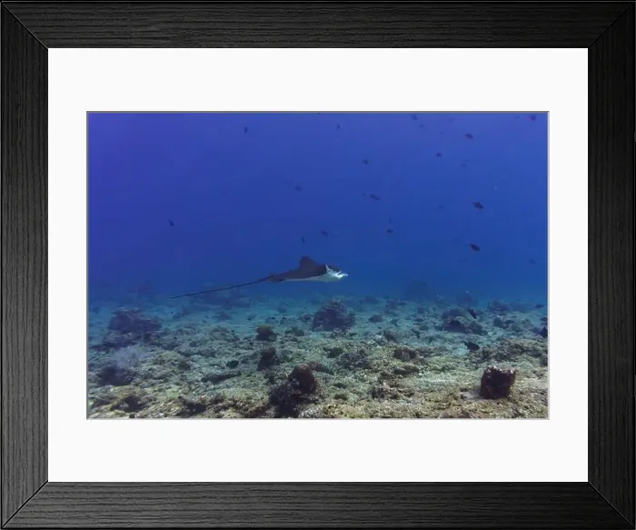 Framed Print : Spotted eagle ray in the coral reef of Maldives island Framed Print : Spotted eagle ray in the coral reef of Maldives island