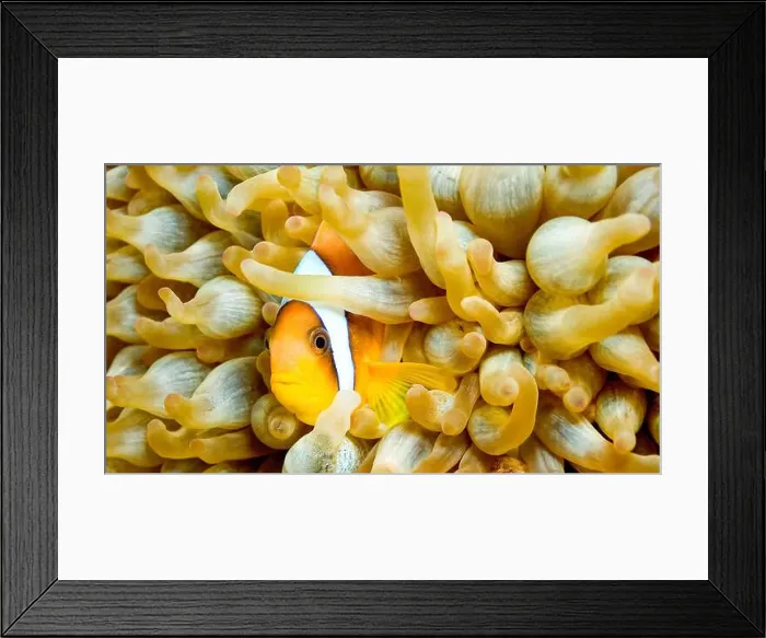 Framed Print : Red Sea Clownfish, Two Banded Anemonefish, Amphiprion bicintus, Coral Reef, Red Sea, Egypt, Africa Framed Print : Red Sea Clownfish, Two Banded Anemonefish, Amphiprion bicintus, Coral Reef, Red Sea, Egypt, Africa