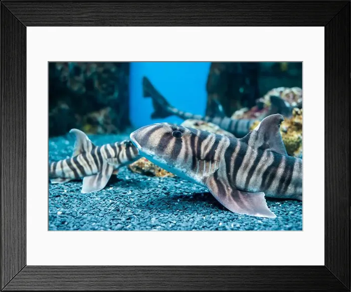 Framed Print : Zebra bullhead shark (Heterodontus zebra) swimming in the sea Framed Print : Zebra bullhead shark (Heterodontus zebra) swimming in the sea
