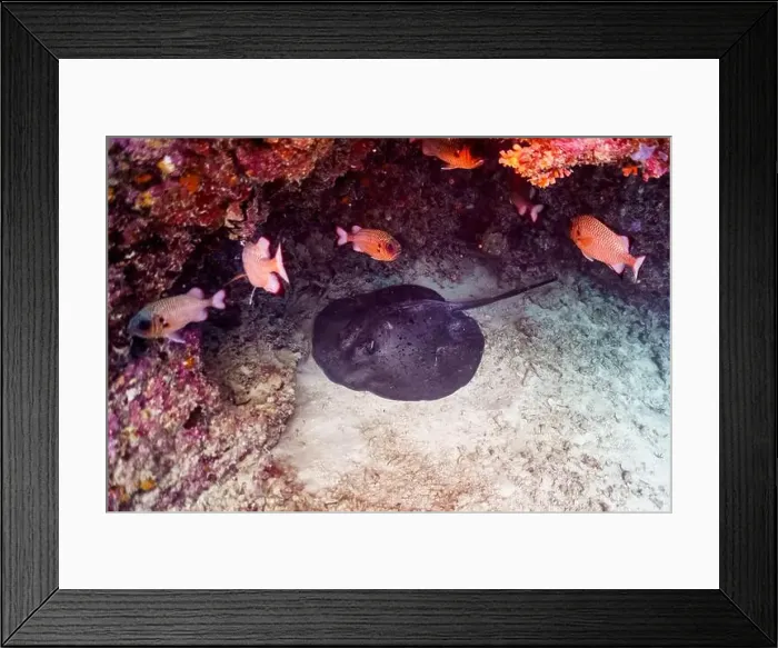 Framed Print : Sting ray in the coral reef of Maldives island Framed Print : Sting ray in the coral reef of Maldives island