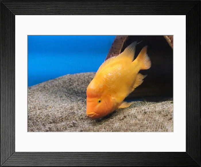 Framed Print : Yellow citron cichlid in aquarium against background sea sand Framed Print : Yellow citron cichlid in aquarium against background sea sand
