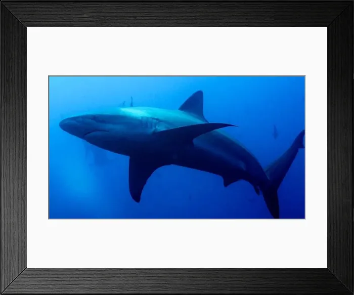 Framed Print : Galapagos Shark, Carcharhinus galapagensis Framed Print : Galapagos Shark, Carcharhinus galapagensis