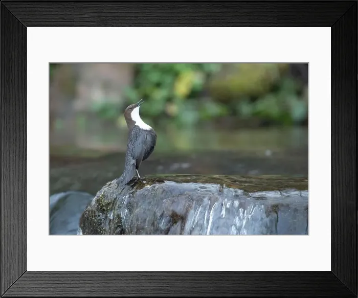 Framed Print : Dipper male in a mountain river before the sun rises in the mating season waiting for the female Framed Print : Dipper male in a mountain river before the sun rises in the mating season waiting for the female