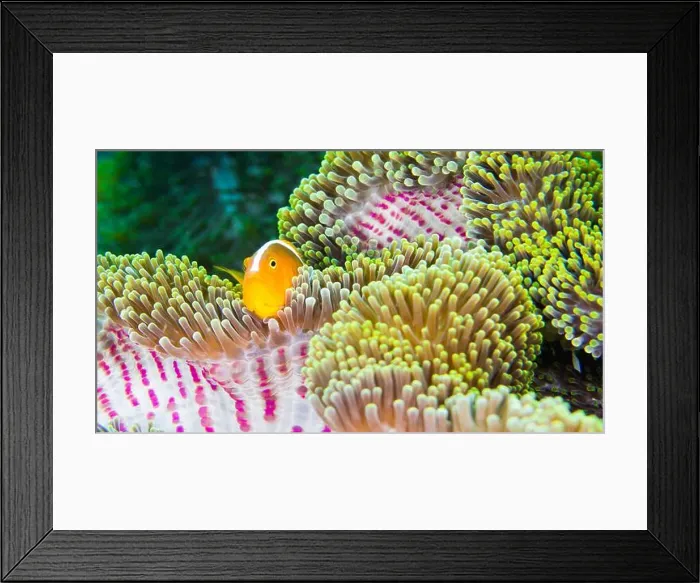 Framed Print : Eater Shunk Anemonefish, Amphirion sandaacinos Framed Print : Eater Shunk Anemonefish, Amphirion sandaacinos